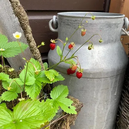 Feriehus Berghuette Fichtelstreich Oberwiesenthal