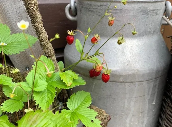 Vakantiehuis Berghuette Fichtelstreich Oberwiesenthal